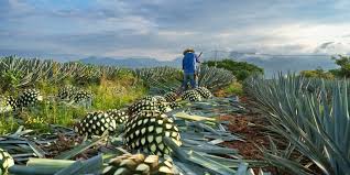 Expo Agave